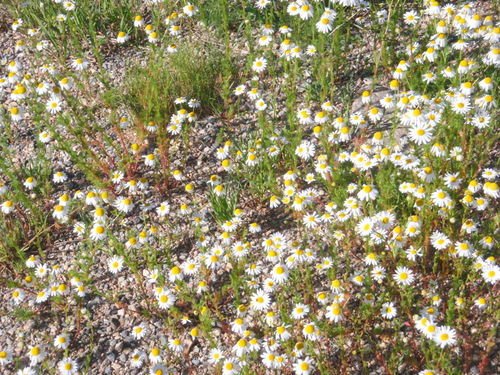 White Petal Daisies.